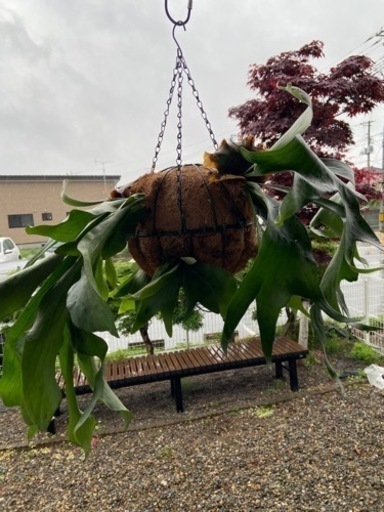 観葉植物ビカクシダ