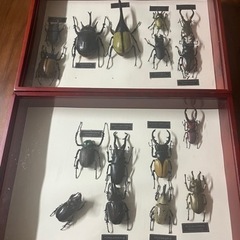 昆虫、標本、コレクション