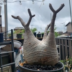 パキポディウムグラキリスの中古が安い！激安で譲ります・無料で  