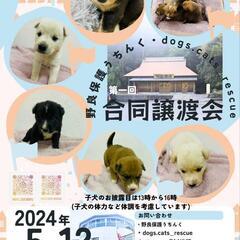 5月12日子犬譲渡会開催！の画像