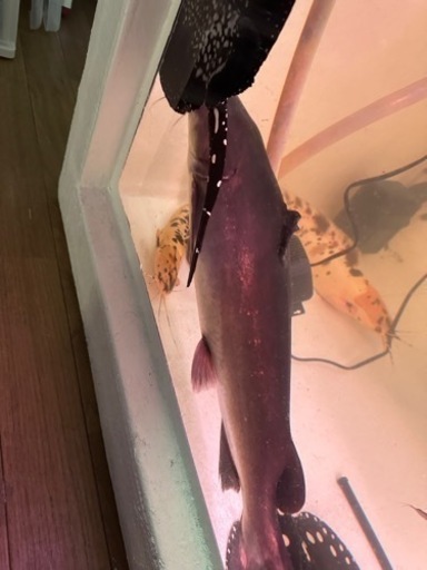 ビッグサーモンキャット 60cmくらい