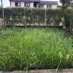 【東京・千葉・埼玉】除草剤込み！お庭の草むしりお任せくださ…