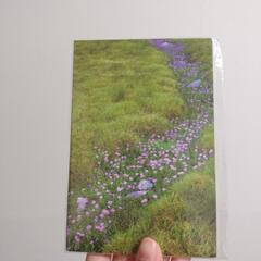 【5枚入】お花畑のポストカード