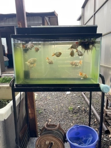 らんちゅう\n