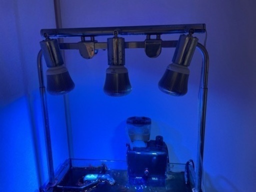 海水魚\n