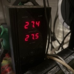 急募‼️追加あり‼️120水槽 セット二台の生態あり