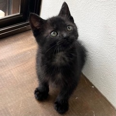 鍵しっぽが可愛い黒の子猫🐈‍⬛