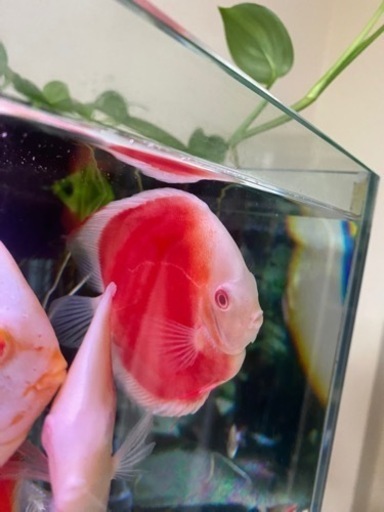 アルビノディスカス