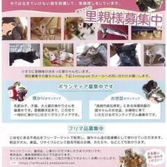 【保護猫支援品のご協力】キャットフードや猫砂他ください。