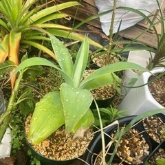 アガベアテナータ　観葉植物