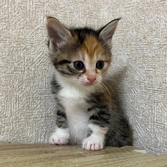 【募集一時停止】三毛猫 1ヶ月 メス 5兄弟①