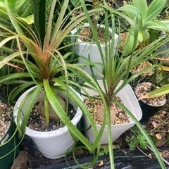 トックリラン　ノリナ　観葉植物　塊根植物