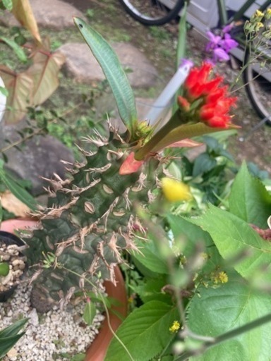 ユーフォルビア　ピグエリー　噴火龍　観葉植物　塊根植物