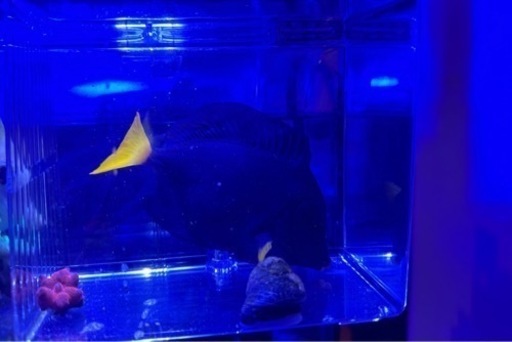 パープルタン（海水魚販売)10.5センチ　※緊急値下げ（6000円引）