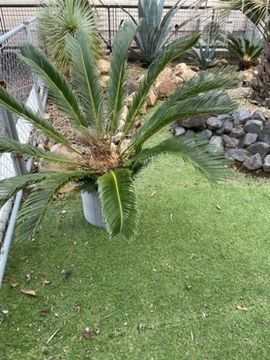 植物アガベ、リュウゼツラン、ソテツ、ロックガーデン、ドライガーデン、カルフォルニア\n