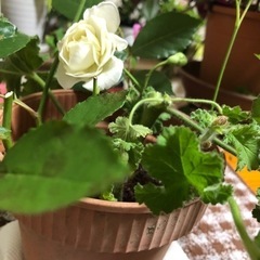 挿し木の寄せ植え 白薔薇(無香)&グレープフルーツゼラニウム　受...