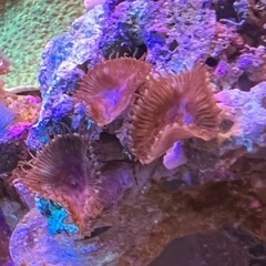 サンゾアンシッド小　3ポリプ　サンゴ 