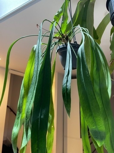 アンスリウム ビタリフォリウム 引き取り限定