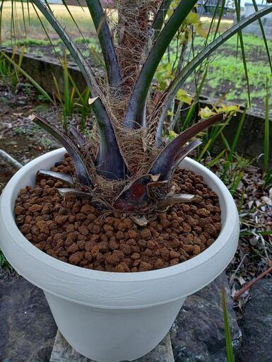 引き取り限定　ココスヤシ　ハードウッド製プランター付き ココスヤシ、引き取り限定 ココスヤシ 引き取り限定 引き取り限定