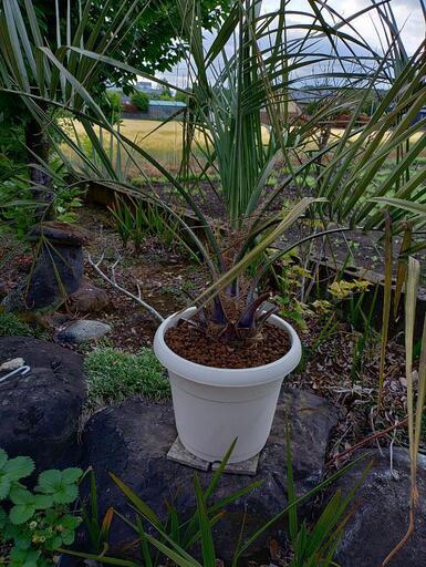 ココスヤシ引き取り限定