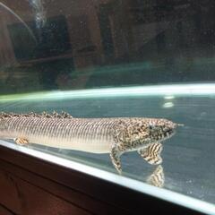 90cm規格水槽 生体（ブラックアロワナ、ポリプテルスエンドリケリー×2