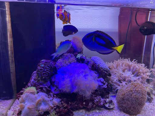 海水魚　ナンヨウハギ　12㎝前後