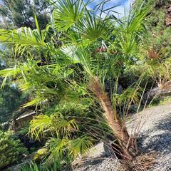 シュロの木　棕櫚　ワジュロ　 植木　ガーデニング