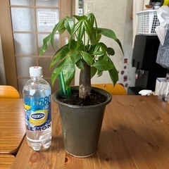 【植物】パキラ♡