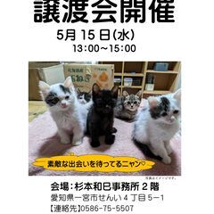 保護猫hinatabocco譲渡会開催