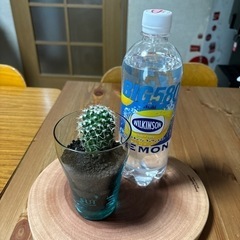 【植物】①サボテン〜Sui翠グラス★