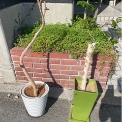 ◆早い方優先‼︎ 植木鉢 2点セット ホワイト グリーン