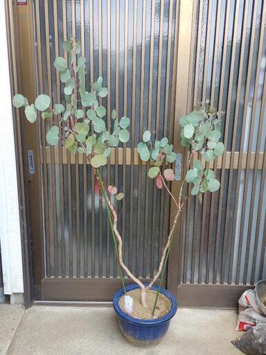 ユーカリポポラス　シンボルツリー　庭　植木