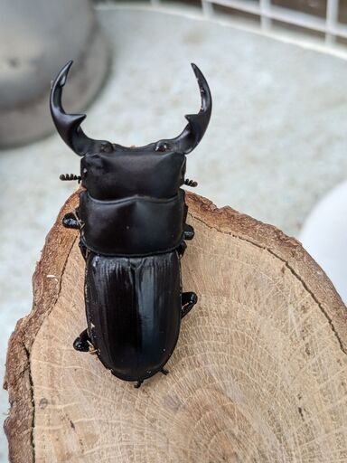 イベント用国産オオクワガタ♂１２頭・♀１２頭