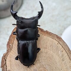 イベント用国産オオクワガタ♂１２頭・♀１２頭