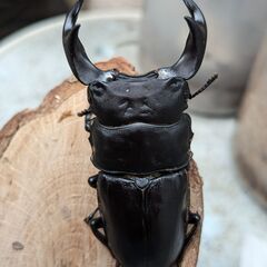 イベント用国産オオクワガタ♂１２頭・♀１２頭