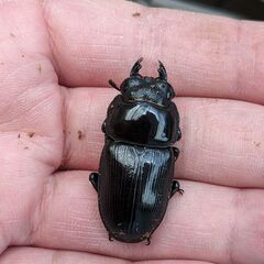 イベント用国産オオクワガタ♂１２頭・♀１２頭