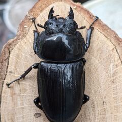 イベント用国産オオクワガタ♂１２頭・♀１２頭