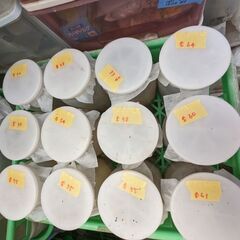 イベント用国産オオクワガタ♂１２頭・♀１２頭