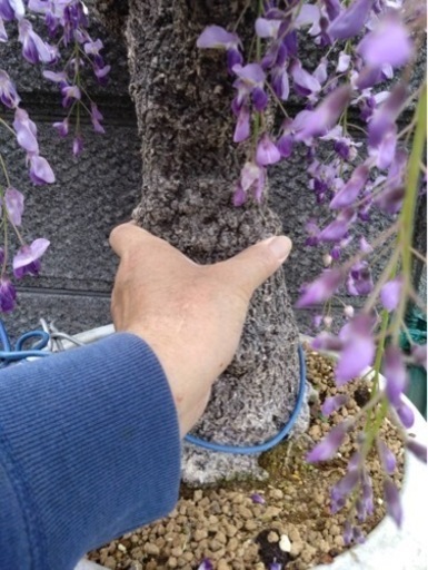 一才藤 樹齢35年