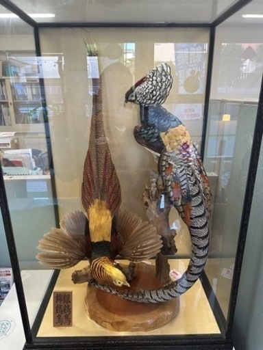 骨董品　錦鶏鳥・銀鶏鳥(剥製)