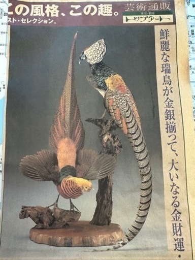 骨董品 錦鶏鳥・銀鶏鳥(剥製)
