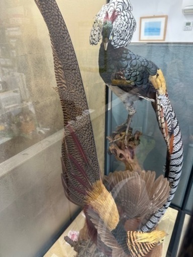 骨董品 錦鶏鳥・銀鶏鳥(剥製)