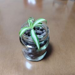 【ネット決済】オリヅルラン　植物　観葉植物