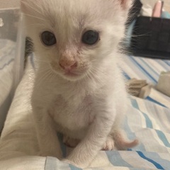 白色子猫(生後1ヶ月)里親募集