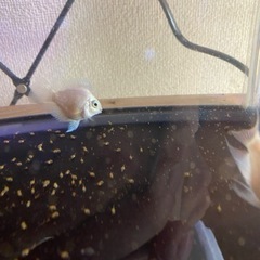 プラチナホワイトパロット 稚魚  