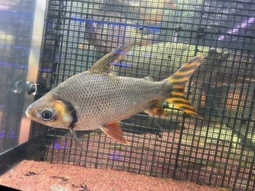 カラープロキロダス　カラプロ　熱帯魚　淡水