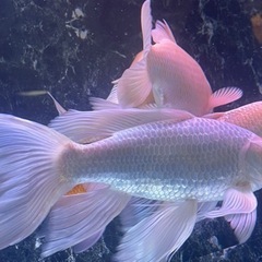 KOTOBUKI 水槽900セット、ヒレナガ錦鯉　、鯉 KOTOBUKI 水槽900セット、ヒレナガ錦鯉 、鯉