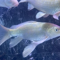 KOTOBUKI 水槽900セット、ヒレナガ錦鯉　、鯉　