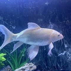 KOTOBUKI 水槽900セット、ヒレナガ錦鯉 、鯉