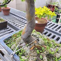 本日中に亡き祖父のカリンの盆栽を引き取りに来られる方募集します。